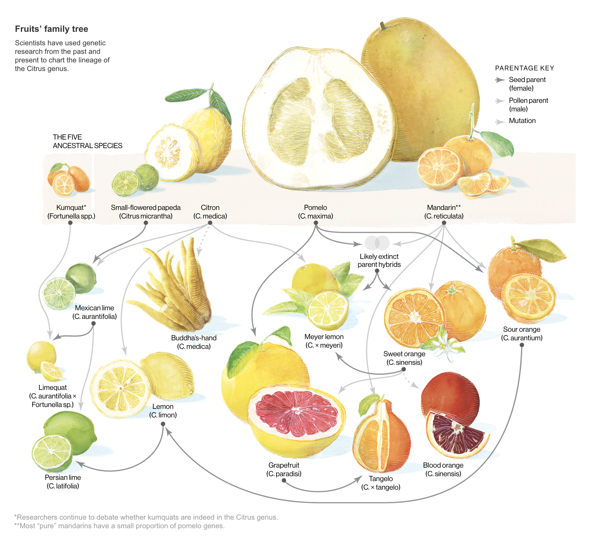 National Geographic, Citrus Family Tree