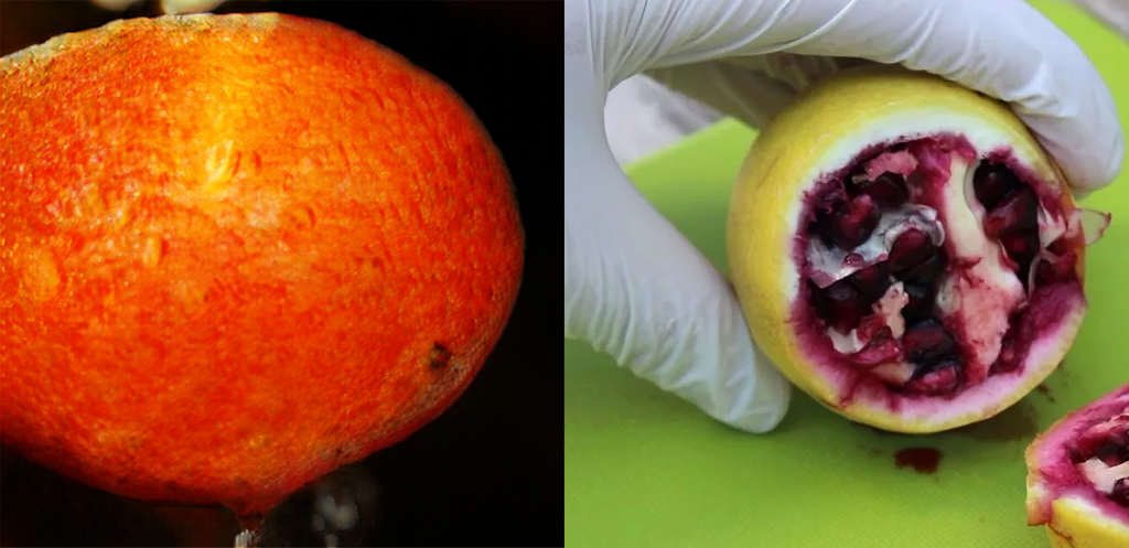 Two fake fruits